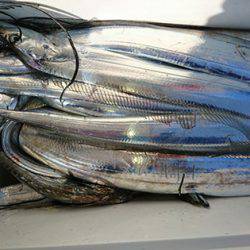 松本釣船2 釣果