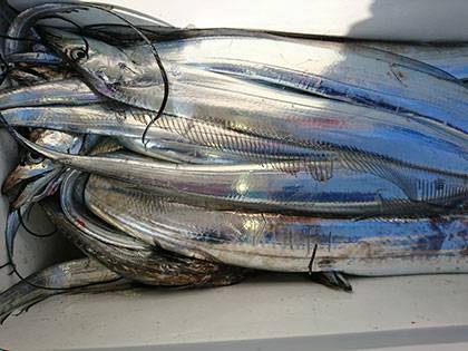 松本釣船2 釣果