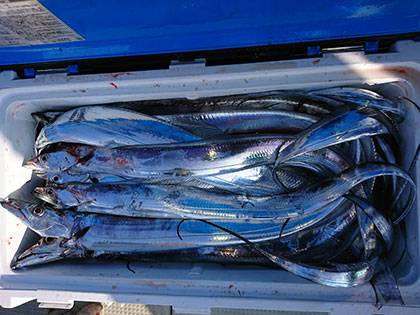 松本釣船2 釣果