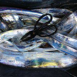 松本釣船2 釣果