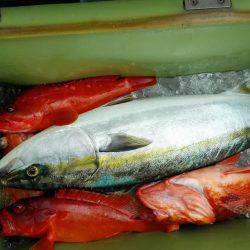 長栄丸(静岡) 釣果