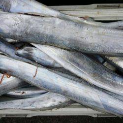 オーフリー 釣果