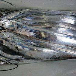 松本釣船２ 釣果