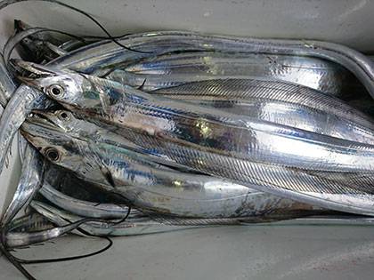 松本釣船２ 釣果