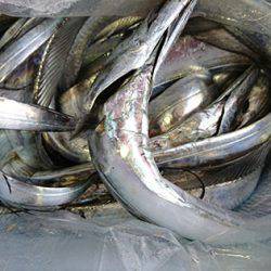 松本釣船２ 釣果