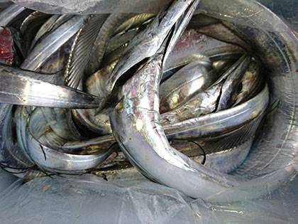 松本釣船２ 釣果