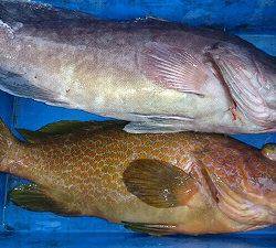 海龍丸(福岡) 釣果