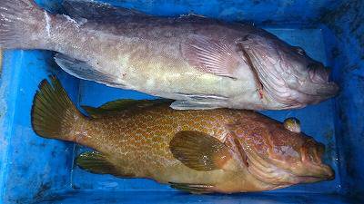 海龍丸(福岡) 釣果