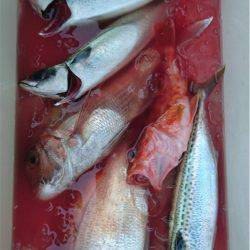 マタウマリンサービス 釣果