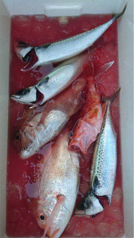 マタウマリンサービス 釣果