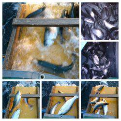 みどりフィッシングエリア 釣果