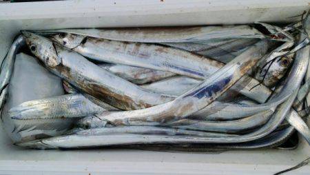 オーフリー 釣果