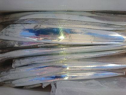 松本釣船２ 釣果