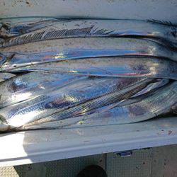 松本釣船２ 釣果