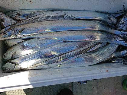 松本釣船２ 釣果