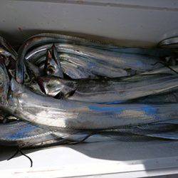 松本釣船２ 釣果