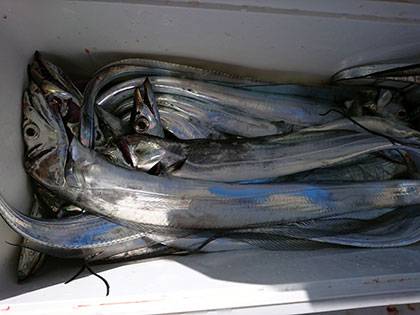 松本釣船２ 釣果