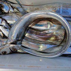 松本釣船２ 釣果