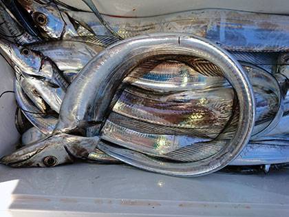 松本釣船２ 釣果