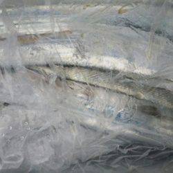 オーフリー 釣果