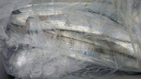 オーフリー 釣果