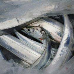 オーフリー 釣果