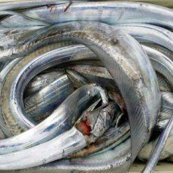 オーフリー 釣果