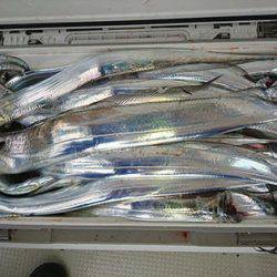 松本釣船2 釣果