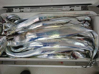 松本釣船2 釣果