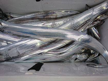 松本釣船2 釣果