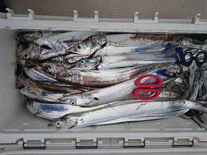 松本釣船2 釣果