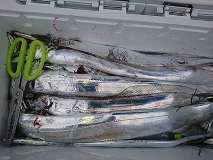 松本釣船2 釣果