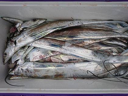 松本釣船2 釣果