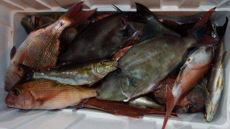 第三むつりょう丸 釣果