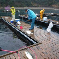 松名瀬フィッシングパーク 釣果