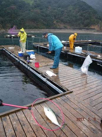 松名瀬フィッシングパーク 釣果