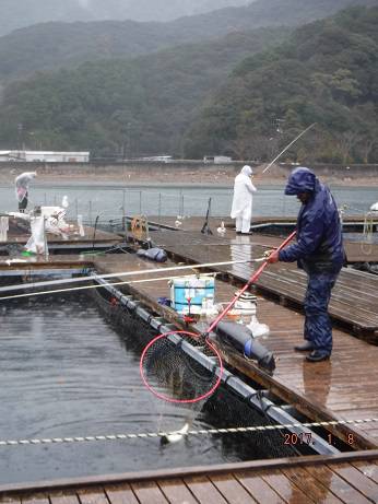 松名瀬フィッシングパーク 釣果