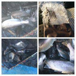 みどりフィッシングエリア 釣果