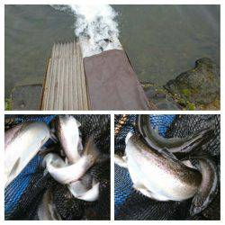 みどりフィッシングエリア 釣果