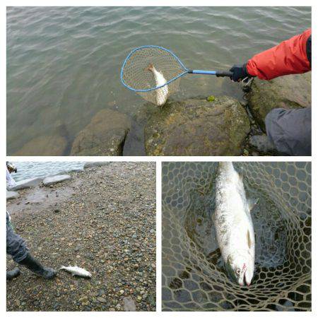 みどりフィッシングエリア 釣果