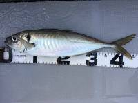 オーシャンマスター 釣果