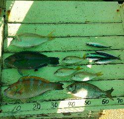 本部釣りイカダ 釣果