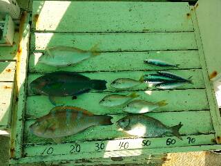 本部釣りイカダ 釣果