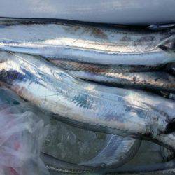 オーフリー 釣果