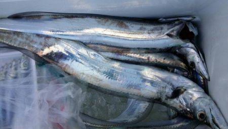 オーフリー 釣果