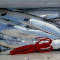 オーフリー 釣果