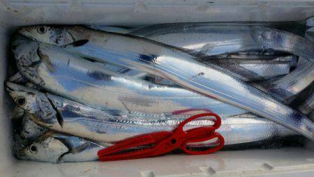 オーフリー 釣果