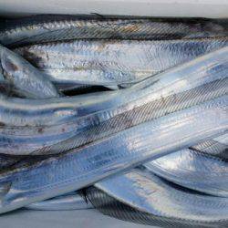 オーフリー 釣果