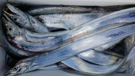 オーフリー 釣果