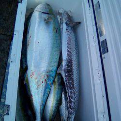 ファイヤードルフィン 釣果